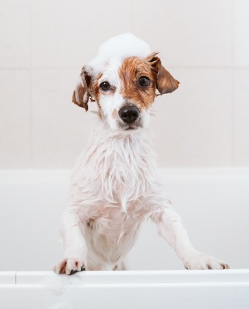 Prodotti per gli animali