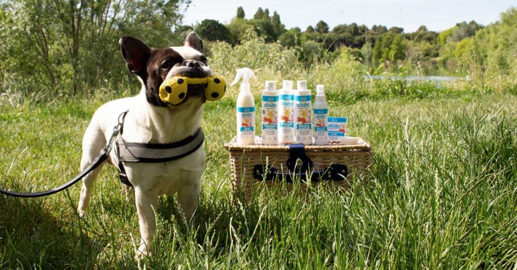 Cosa usare contro zanzare e insetti per i cani? - Officina Naturae