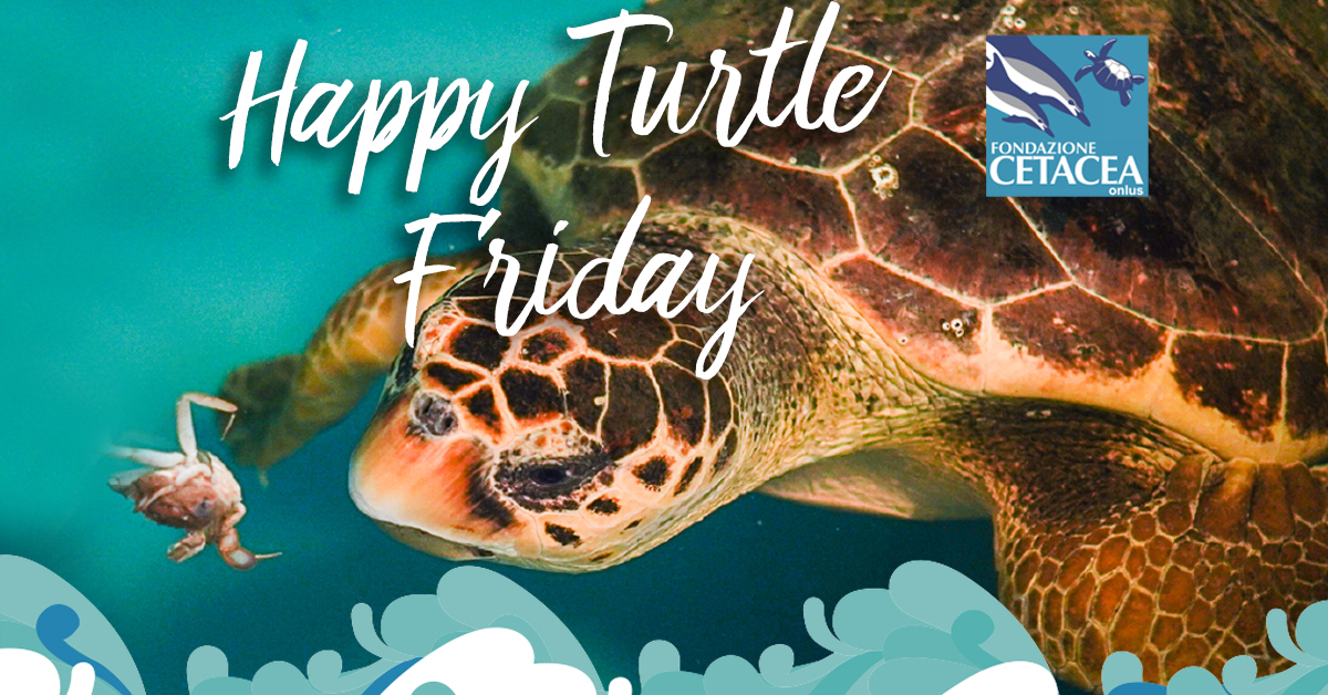 Happy Turtle Friday il black friday di Officina Naturae