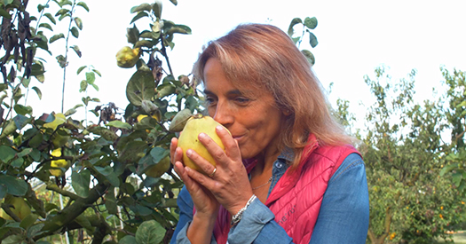 Silvia seleziona un frutto di Mela Cotogna